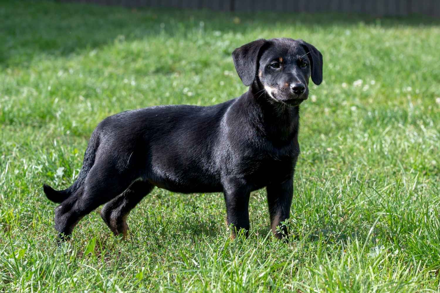 Ein schwarzer Welpe mit braunen Abzeichen an Pfoten und Schnauze steht auf einer Wiese und schaut aufmerksam nach rechts.