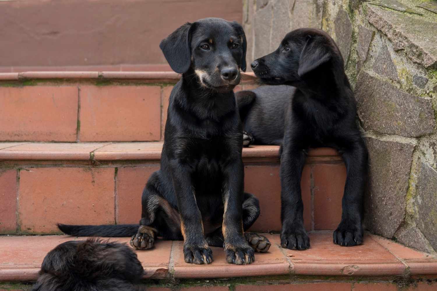Ein schwarzer Welpe mit braunen Abzeichen an Schnauze und Pfoten sitzt auf einer roten Steintreppe. neben ihm sitzt ein zweiter schwarzer Welpe.