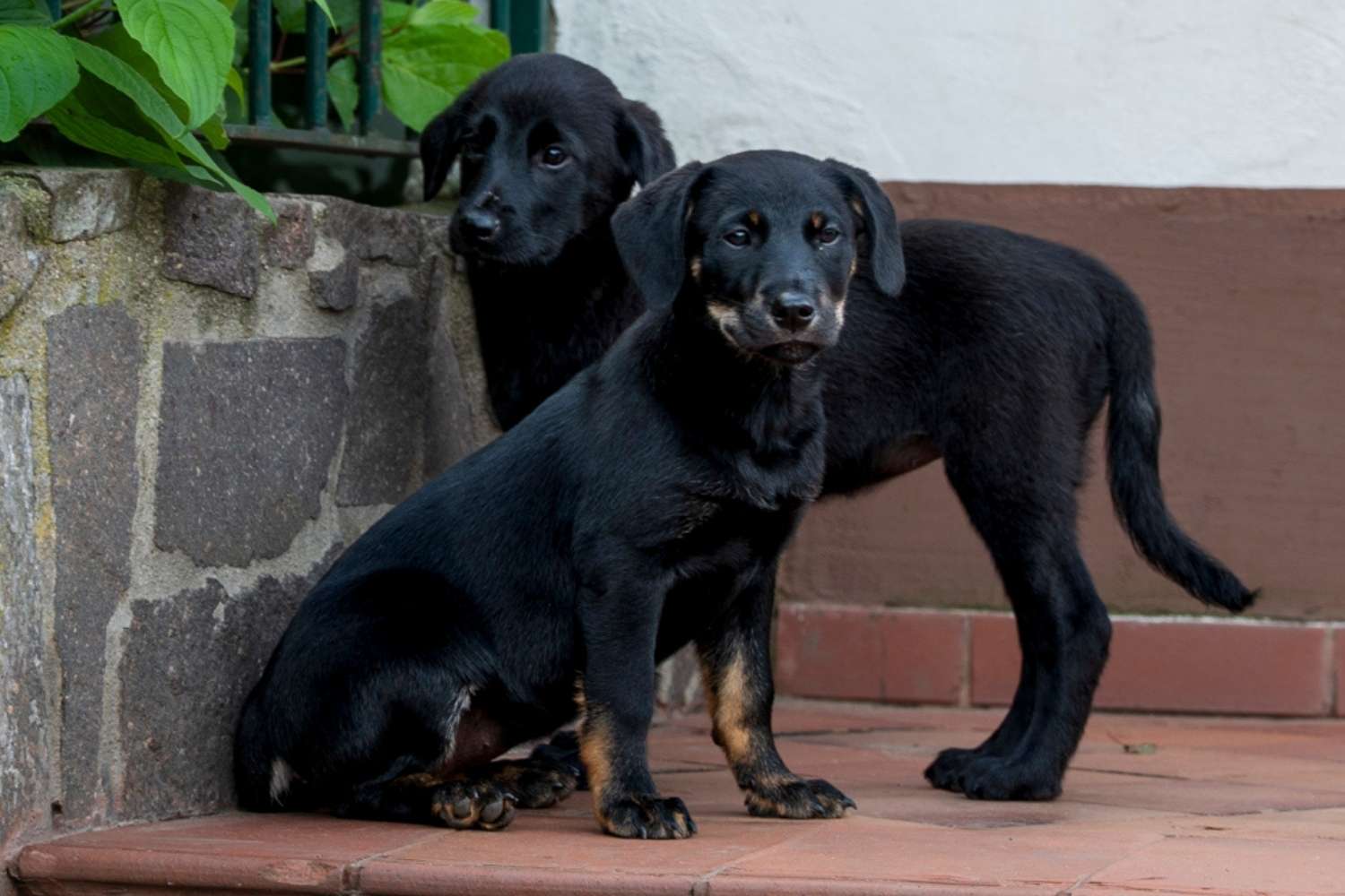 Zwei schwarze Welpen sind auf einer Terrasse vor einem Haus zu sehen. Einer der beiden sitzt, der andere steht dahinter.