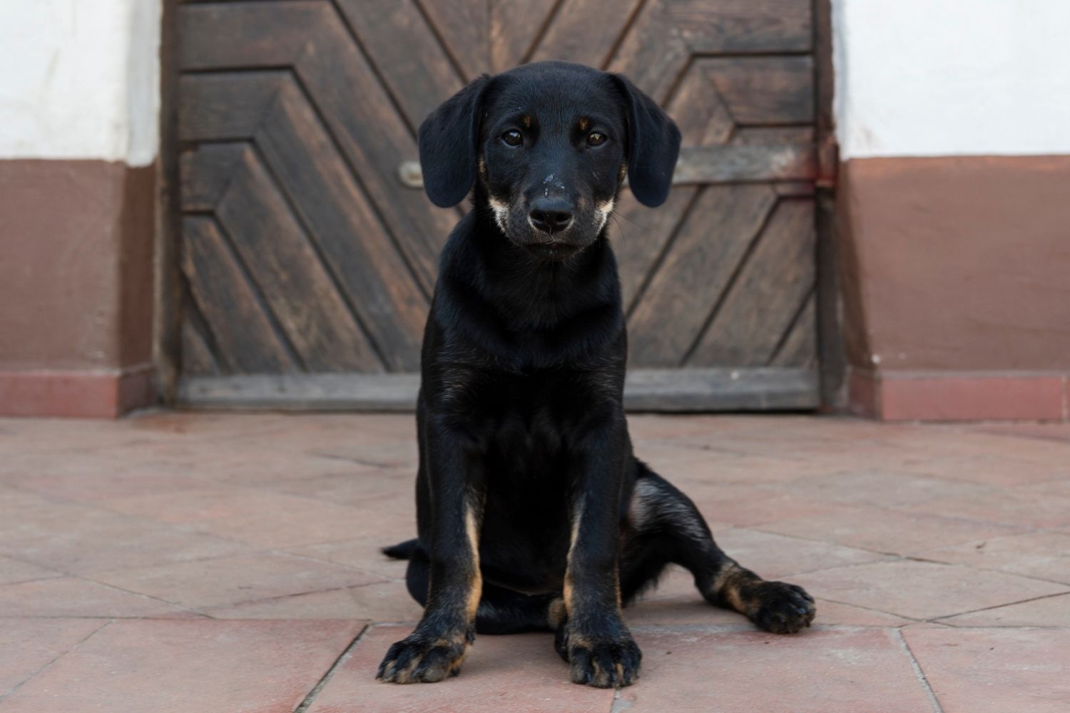 Ein schwarzer Labradorwelpe mit braunen Abzeichen sitzt vor einem Haus. Im Hintergrund sieht man eine Holztür.