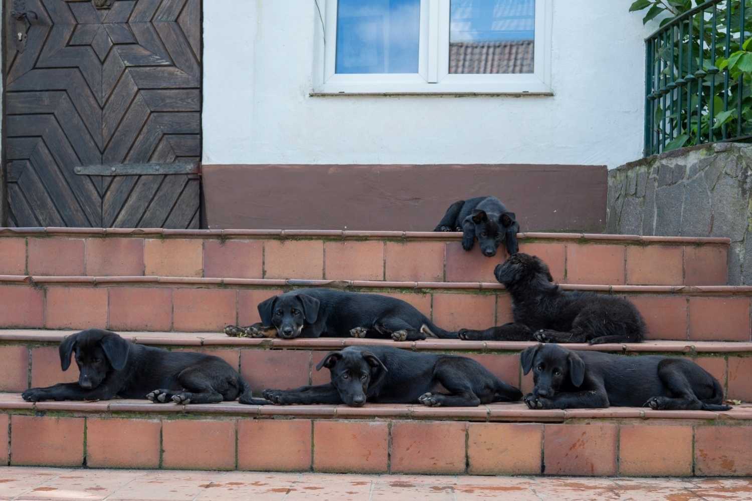 Sechs schwarze Welpen liegen auf den Stufen einer rot gekachelten Treppe vor einem Haus.