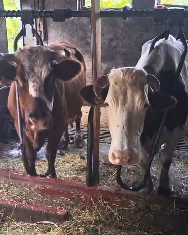 Die braun-weißen Kühe Oxana und Olena stehen mit Metallbügeln am Hals fixiert in einem Rindestall mit Anbindehaltung und schauen in die Kamera.