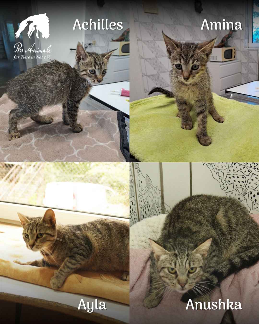 Foto-Collage mit vier getigerten Kätzchen: Achilles, Amina, Ayla und Anushka aus der Tierherberge Sussita Kumi.