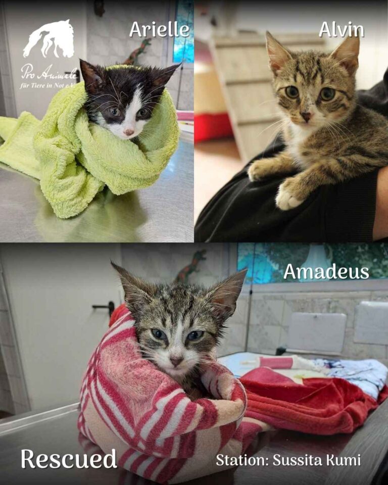 Foto-Collage der geretteten Kitten Arielle, Alvin und Amadeus in der Tierherberge Sussita Kumi.