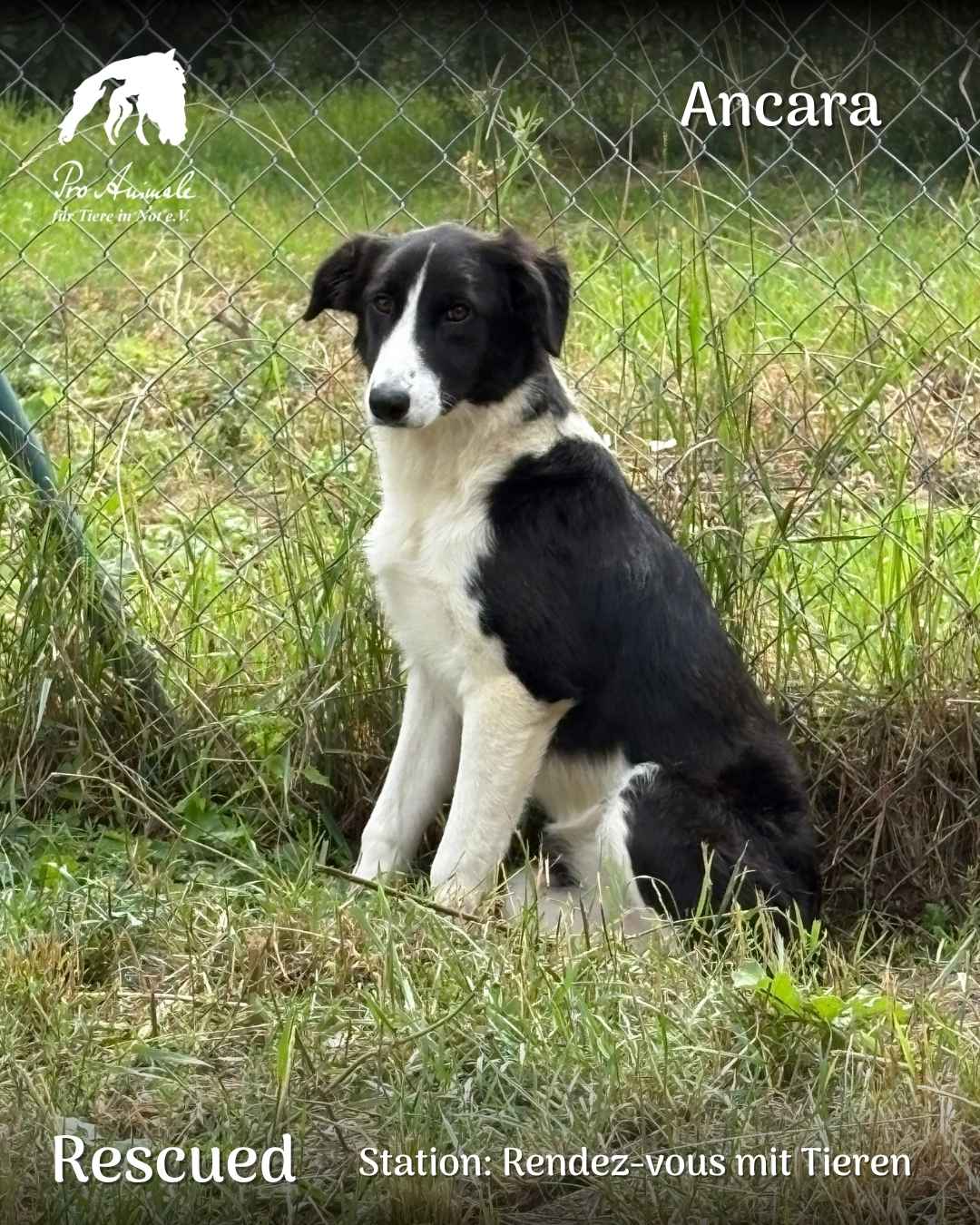 Schwarz-weiße Hündin Ancara sitzt im Gras vor einem Maschendrahtzaun auf der Station Rendez-vous mit Tieren.