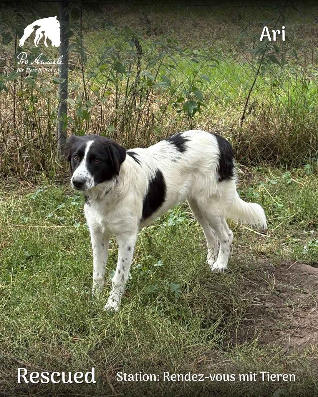 Die weiß-schwarze Hündin Ari steht auf einer Wiese vor dem Zaun auf der Station Rendez-vous mit Tieren.