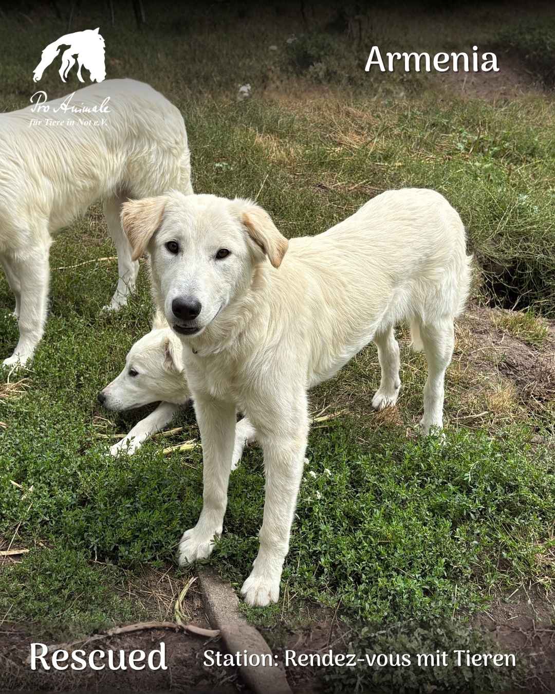 Die helle Hündin Armenia steht auf der Wiese auf der Station Rendez-vous mit Tieren.