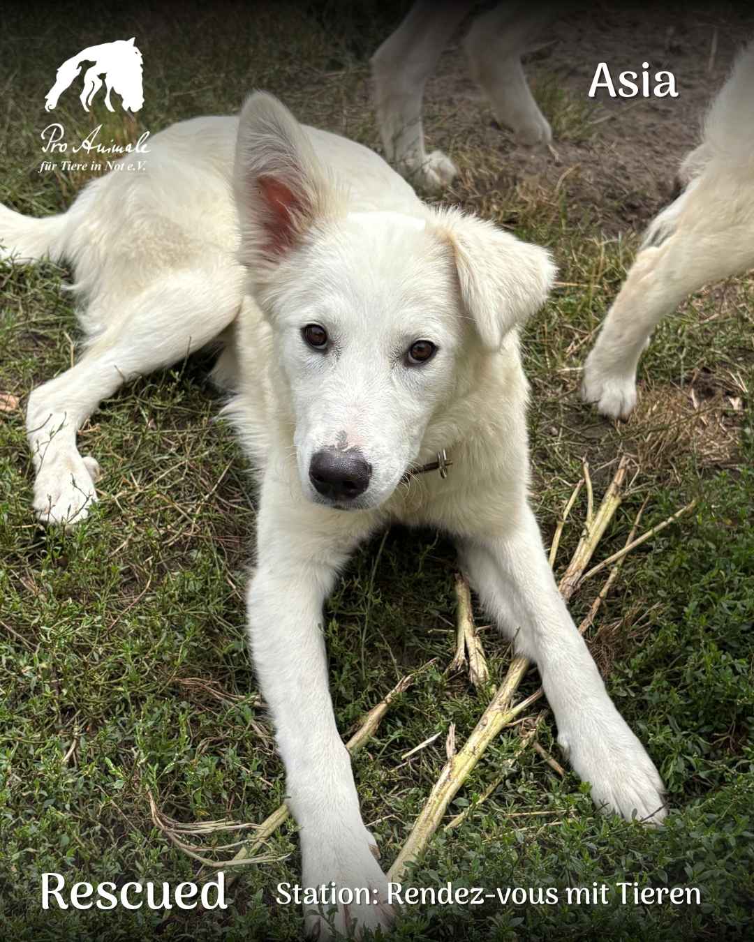 Die weiße Hündin Asia liegt im Gras und blickt aufmerksam in die Kamera auf der Station Rendez-vous mit Tieren.