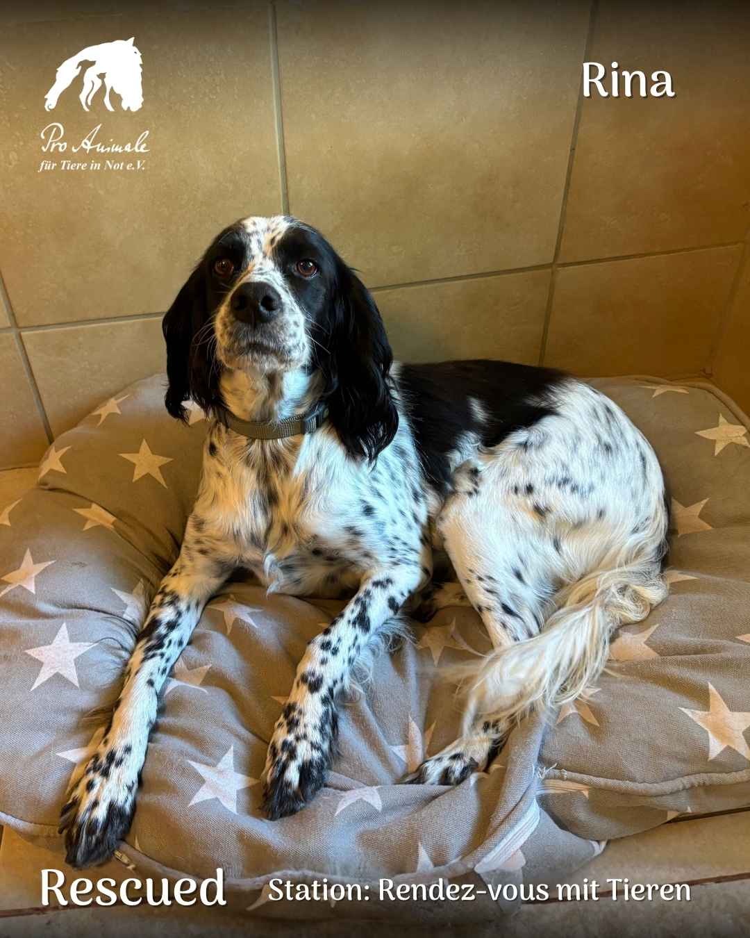 Die schwarz-weiß gefleckte Setterhündin Rina liegt auf einem grauen Sternen-Hundebett in der Station Rendez-vous mit Tieren.