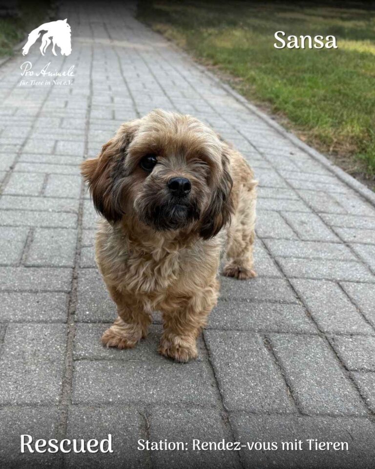 Die kleine braun-schwarze Wuschelhündin Sansa steht neugierig auf einem Pflasterweg in der Station Rendez-vous mit Tieren.