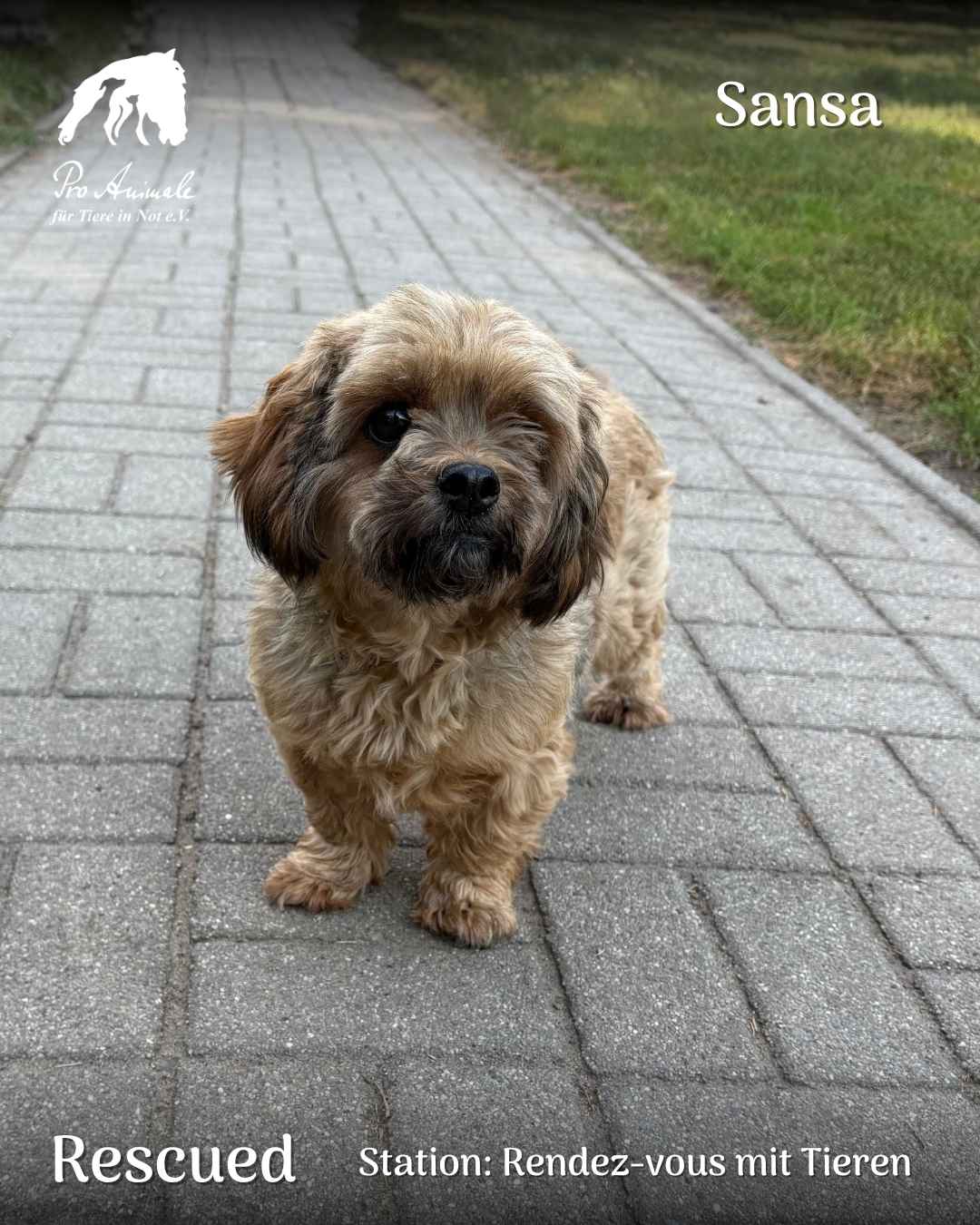 Die kleine braun-schwarze Wuschelhündin Sansa steht neugierig auf einem Pflasterweg in der Station Rendez-vous mit Tieren.