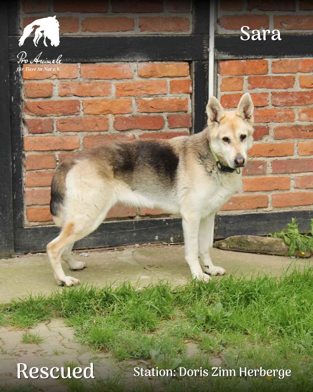 Die helle Schäferhund-Mischlingshündin Sara steht vor einer Backsteinwand auf dem Gelände der Doris Zinn Herberge.