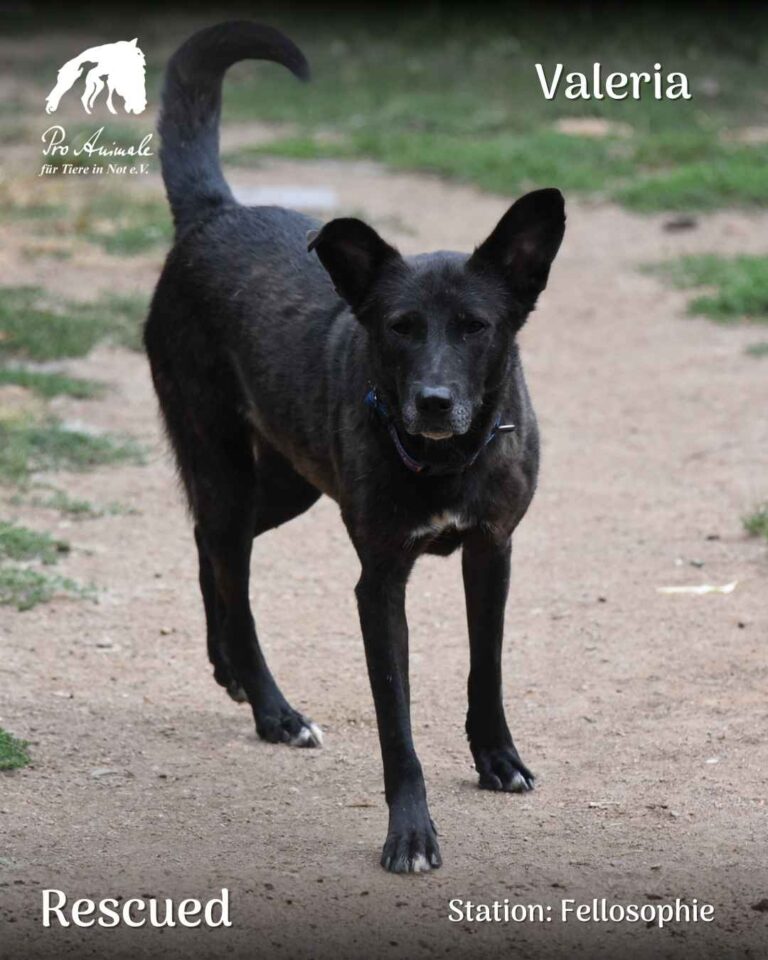 Die schwarze Mischlingshündin Valeria steht aufmerksam auf einem Weg im Auslauf der Tierherberge Fellosophie.