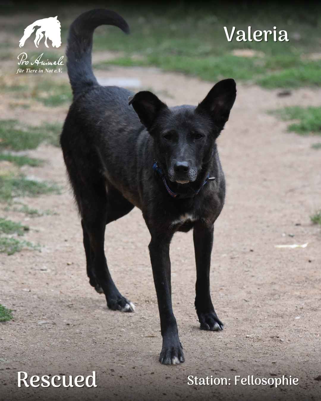 Die schwarze Mischlingshündin Valeria steht aufmerksam auf einem Weg im Auslauf der Tierherberge Fellosophie.