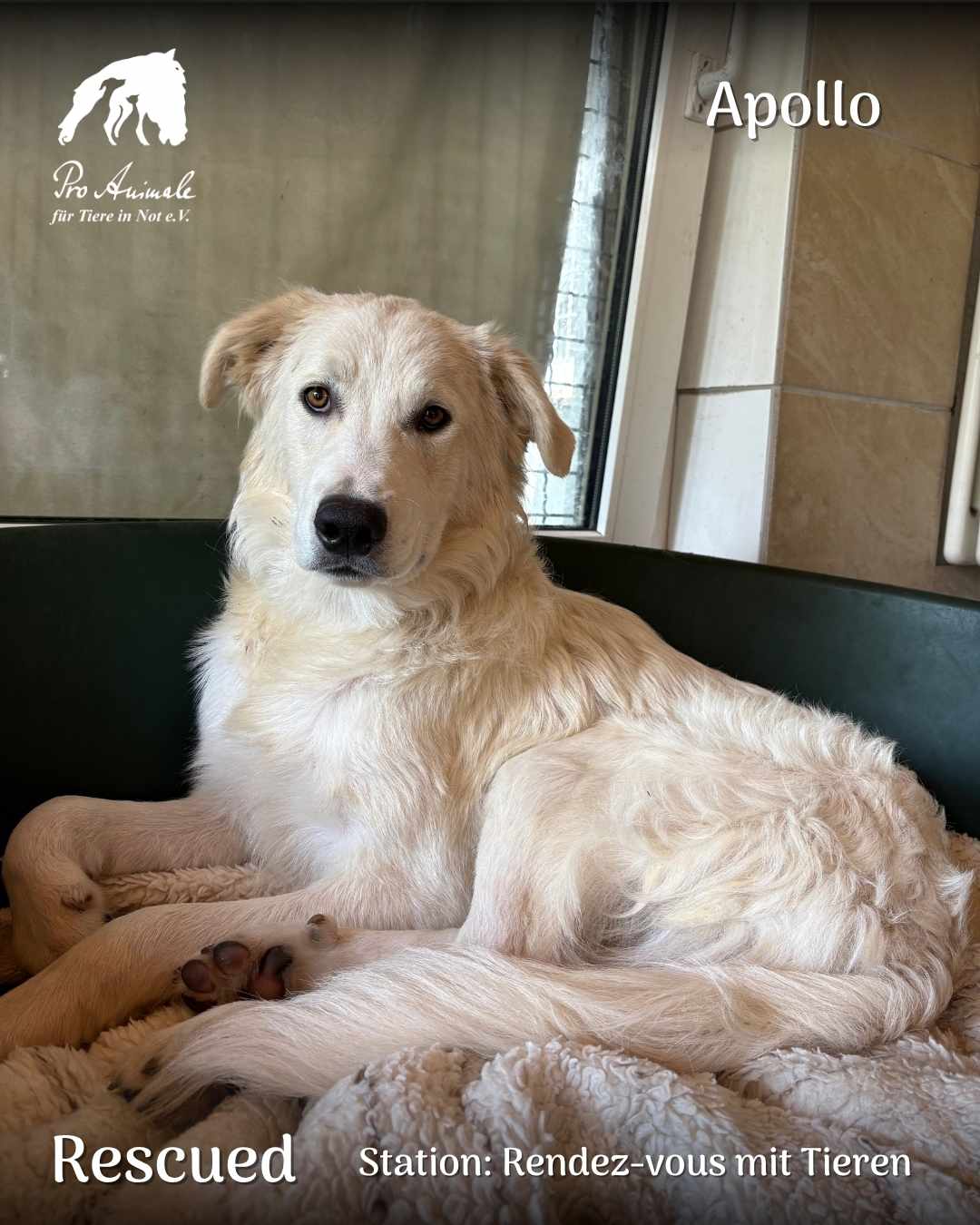Der helle Mischlingshund Apollo liegt entspannt in einem Körbchen auf der Station Rendez-vous mit Tieren.