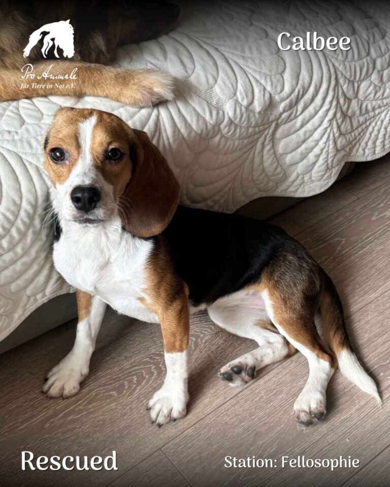 Die dreifarbige Beagle-Hündin Calbee sitzt aufmerksam auf dem Fußboden vor einem Polstermöbel in der Station Fellosophie.