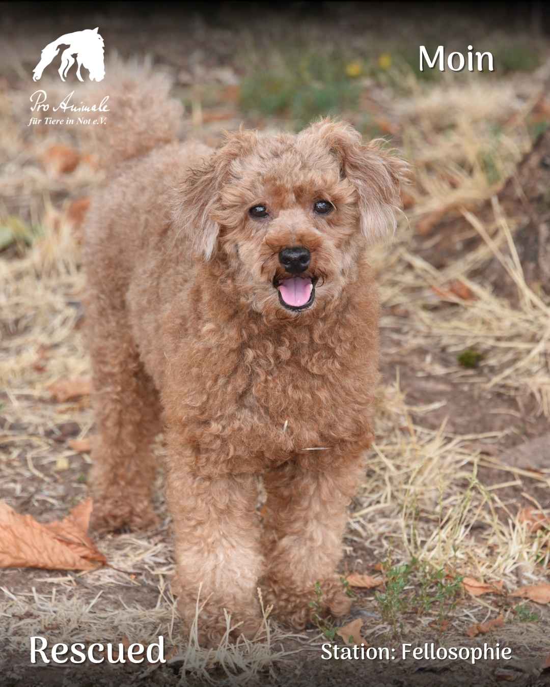 Der apricotfarbene Pudel-Mischling Moin steht fröhlich lächelnd auf dem Außengelände der Tierherberge Fellosophie.