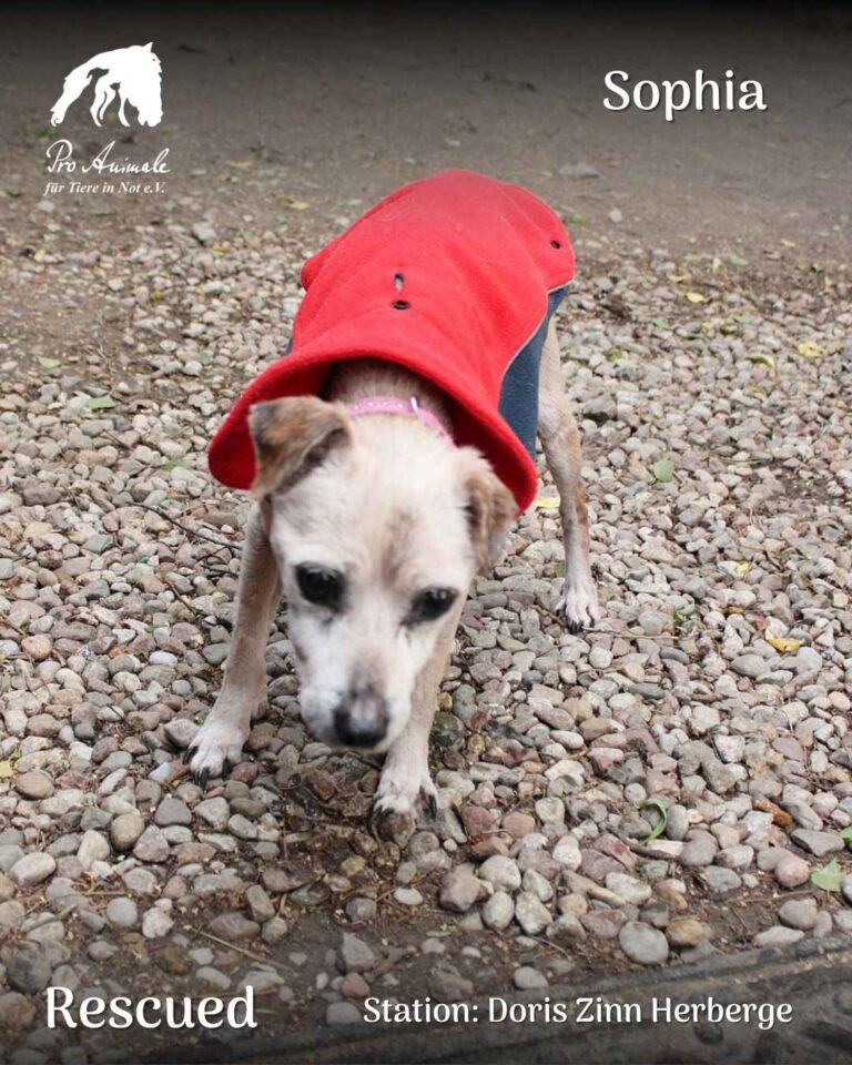 Die kleine ältere Hündin Sophia mit rotem Hundemantel steht auf Kieselsteinen in der Doris Zinn Herberge.