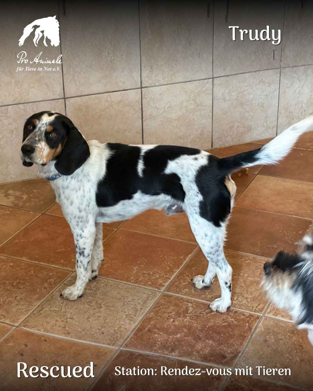 Jagdhund-Mischling Trudy steht auf Fliesenboden in der Station Rendez-vous mit Tieren.