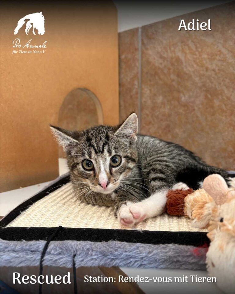 Das getigerte Kitten Adiel mit weißem Näschen liegt neugierig auf einem Kratzbaum in der Station Rendez-vous mit Tieren.