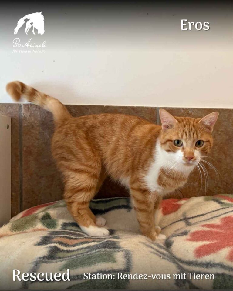 Der rot-weiß getigerte Kater Eros steht aufmerksam auf einer bunten Decke in der Station Rendez-vous mit Tieren.