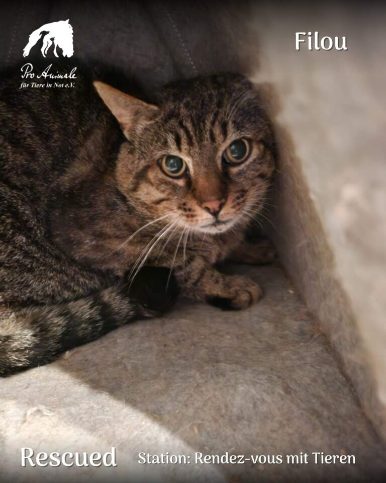Der getigerte Kater Filou blickt vorsichtig aus einem geschützten Bereich in der Station Rendez-vous mit Tieren.
