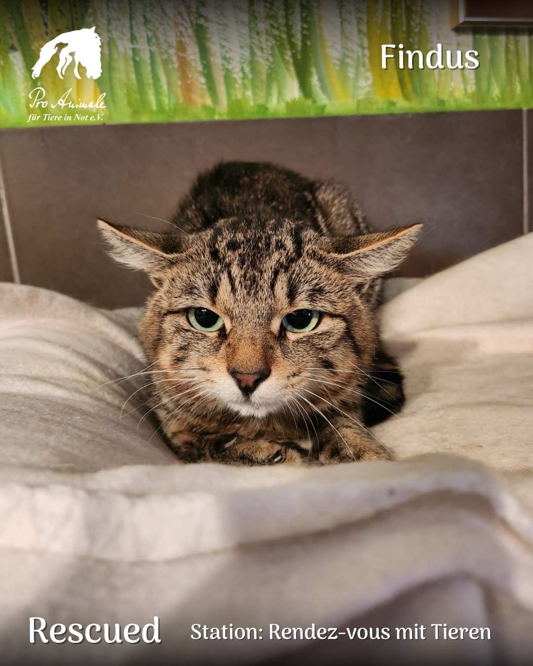 Der getigerte Kater Findus liegt ängstlich und leicht angespannt im Kuschelbett der Station Rendez-vous mit Tieren.