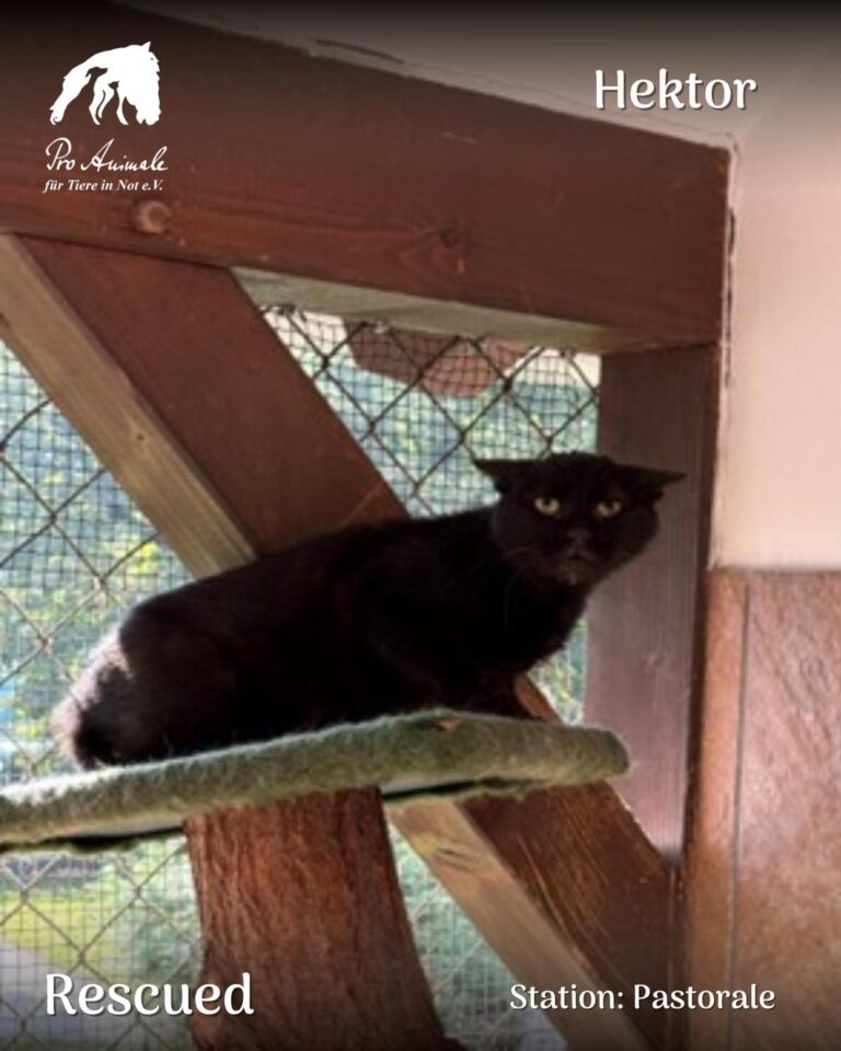 Der schwarze Kater Hektor liegt auf einem Podest des Kletterbaums in der Station Pastorale.