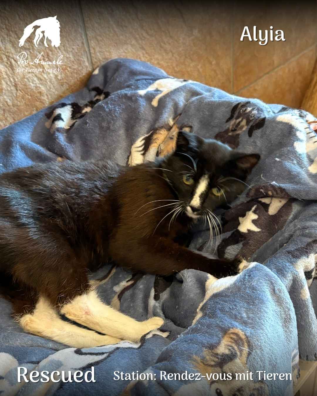 Die schwarz-weiße Mutterkatze Alyia liegt entspannt auf einer blauen Kuscheldecke in der Station Rendez-vous mit Tieren.