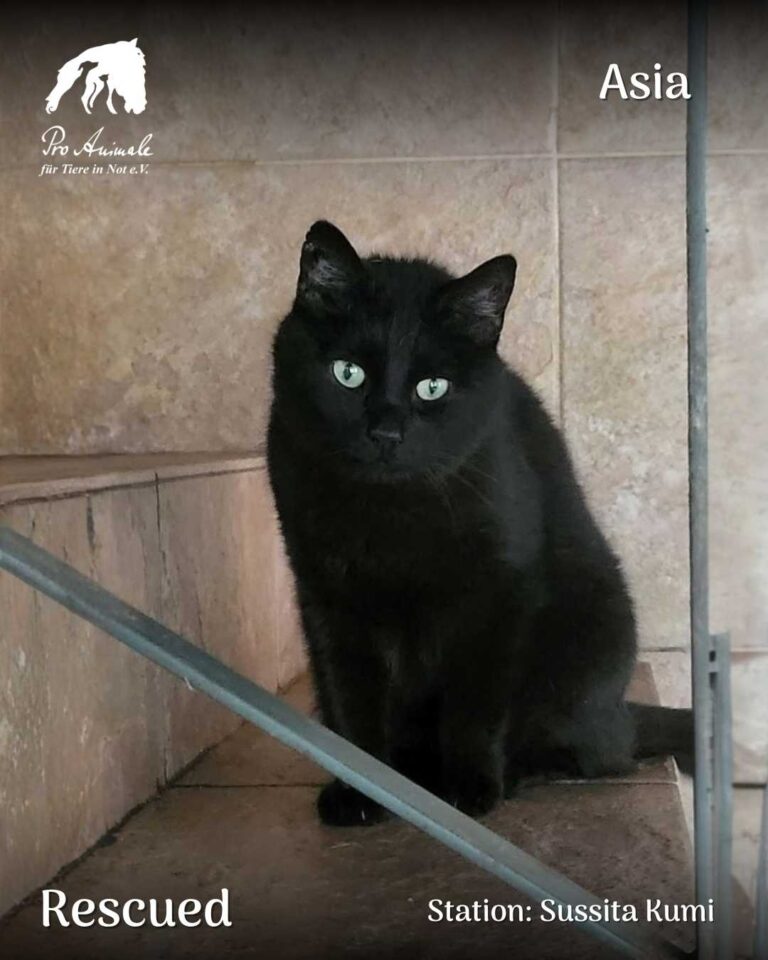 Schwarze Katze Asia mit grünen Augen sitzt auf Fliesen in der Station Sussita Kumi.