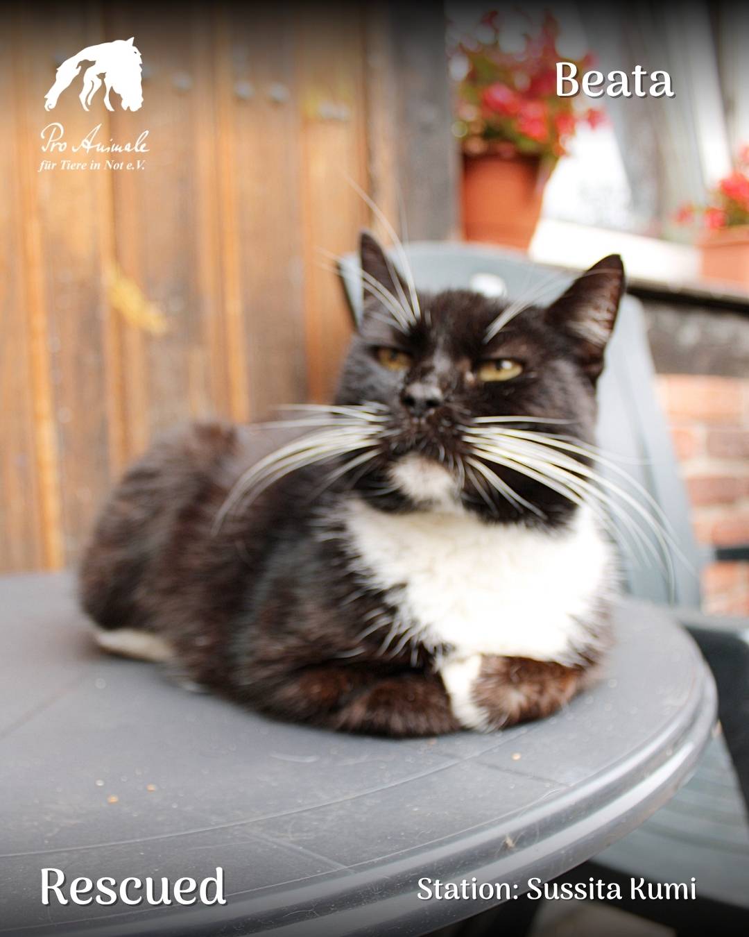 Die schwarz-weiße Katze Beata liegt entspannt auf einem grauen Tisch in der Tierherberge Sussita Kumi.