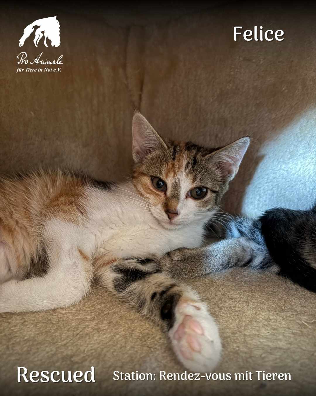 Das dreifarbige Kätzchen Felice liegt entspannt im Kuschelbett der Station Rendez-vous mit Tieren.