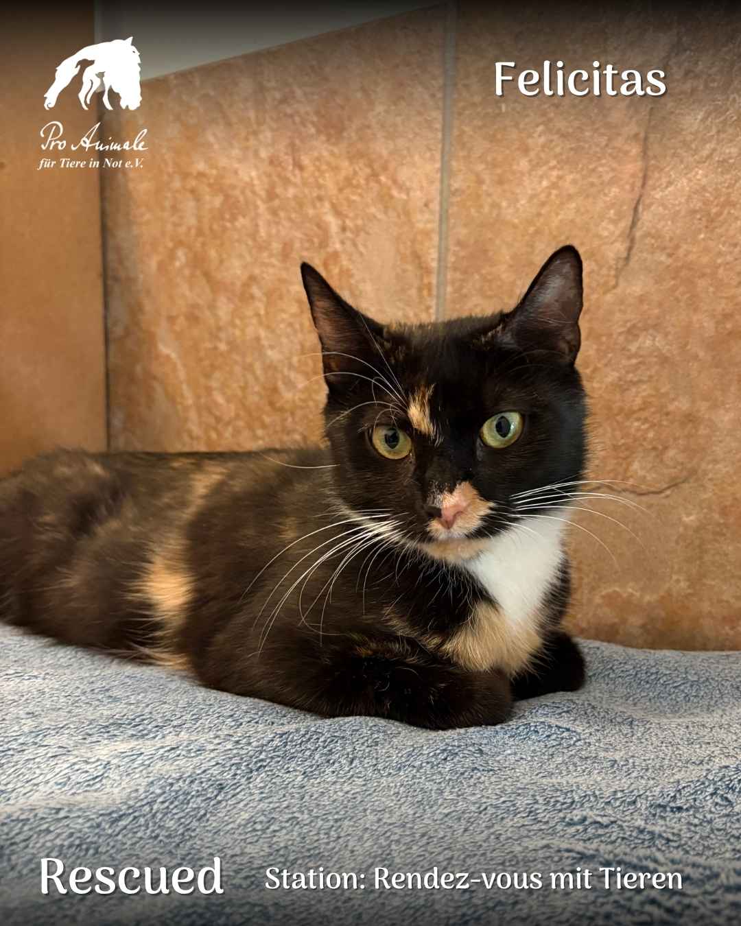 Die Schildpatt-Katze Felicitas liegt ruhig auf einer blauen Decke in der Station Rendez-vous mit Tieren.