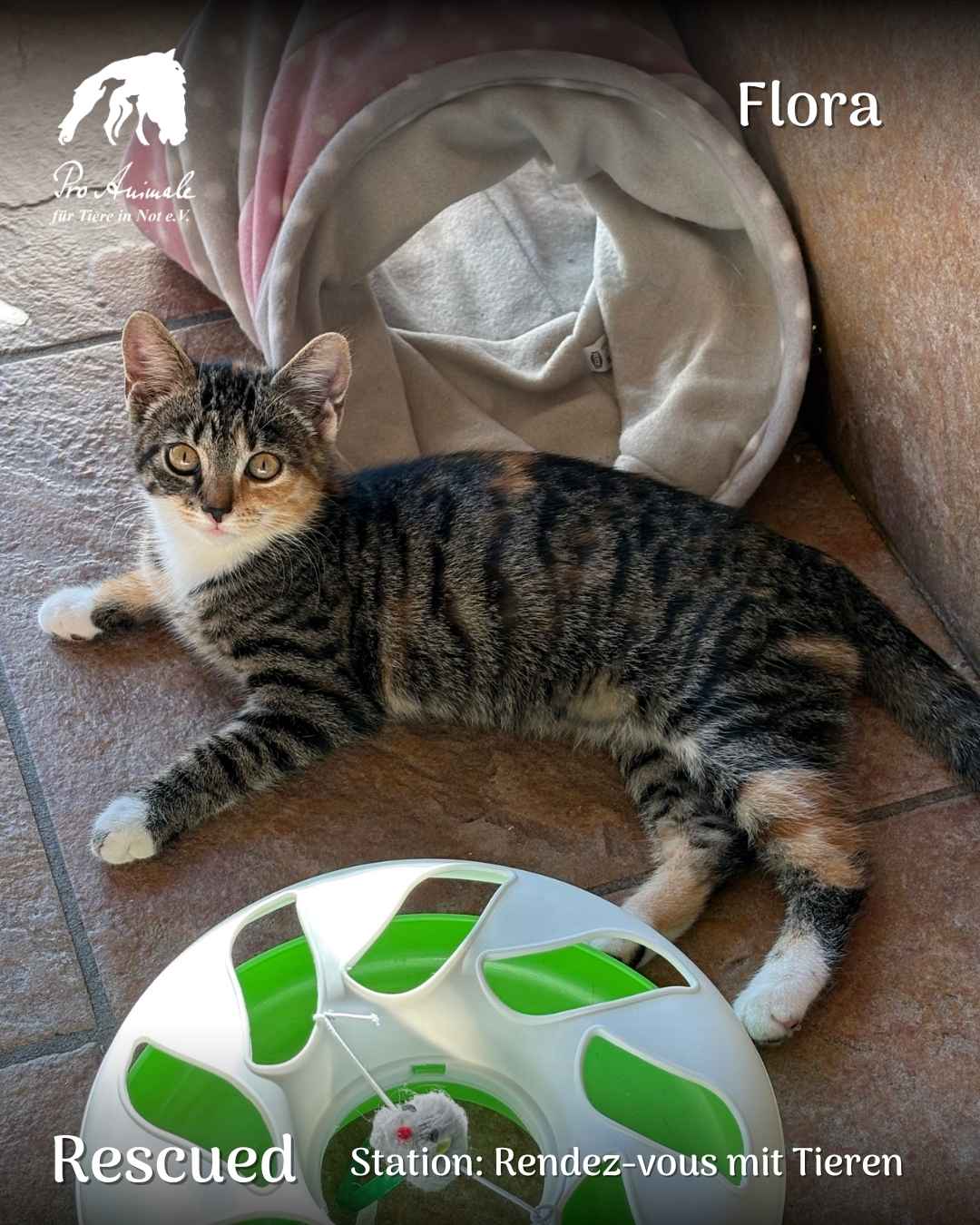 Das getigerte Kätzchen Flora liegt verspielt neben einem Katzenspielzeug.