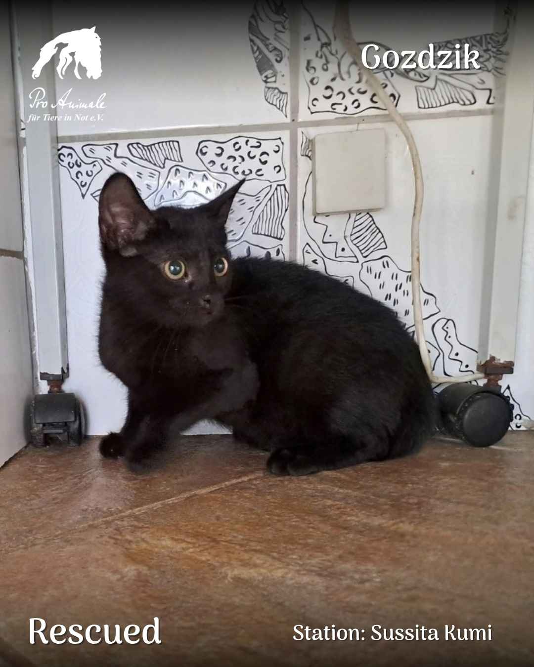 Das kleine schwarze Katzenbaby Gozdzik sitzt vor einer gefliesten Wand in der Tierherberge Sussita Kumi.