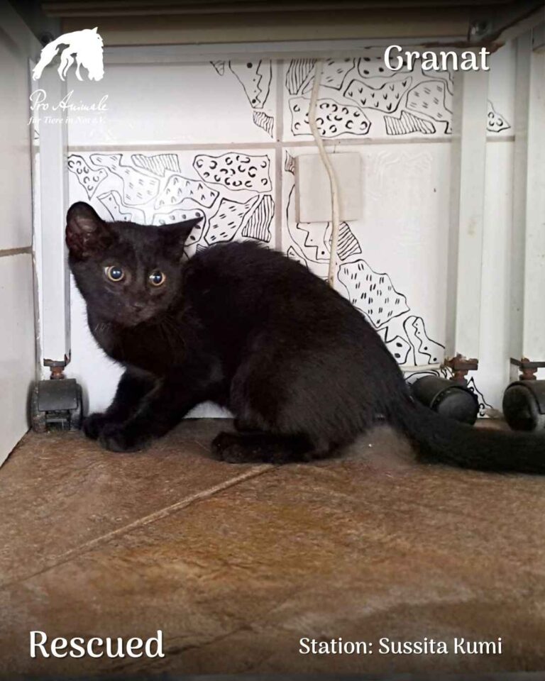 Das schwarze Katzenbaby Granat hockt aufmerksam auf dem Boden vor Wandfliesen in der Tierherberge Sussita Kumi.