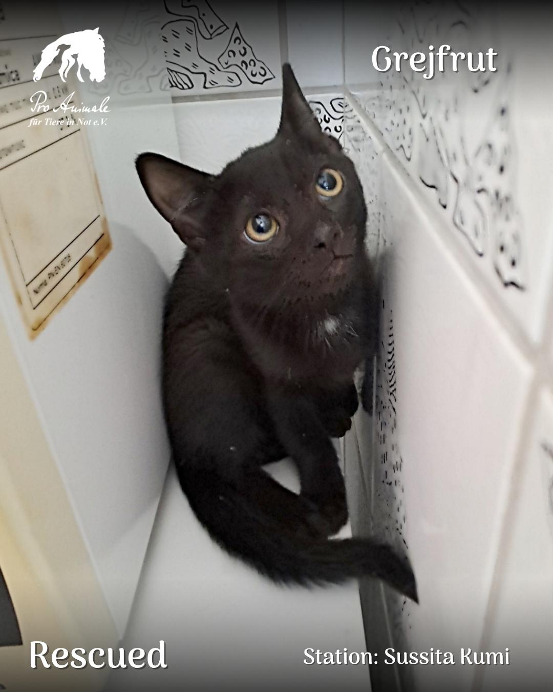 Das schwarze Katzenkind Grejfrut blickt neugierig mit großen Augen nach oben in der Tierherberge Sussita Kumi.