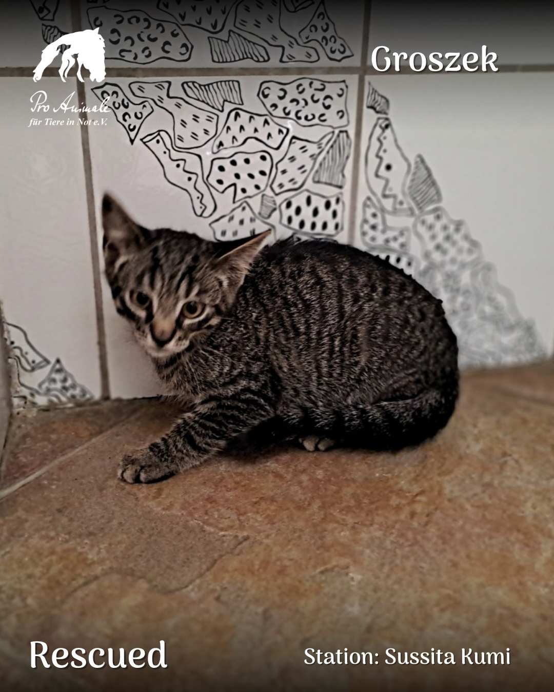 Das getigerte Katzenbaby Groszek kauert auf dem Fliesenboden der Tierherberge Sussita Kumi.