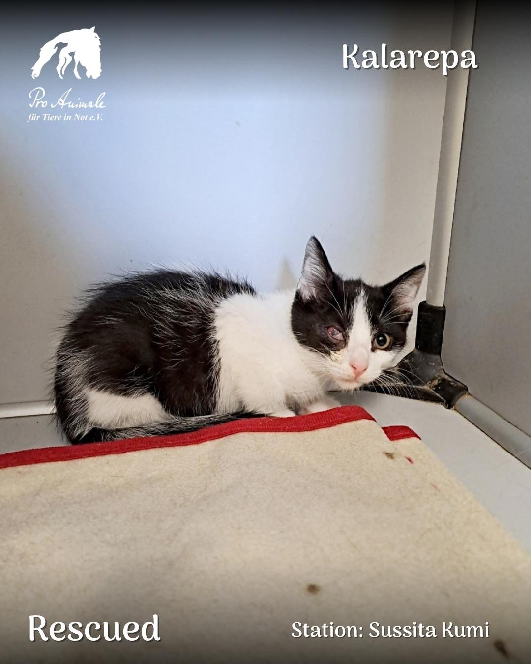 Das schwarz-weiße Katzenbaby Kalarepa liegt auf einer Decke in der Tierherberge Sussita Kumi.