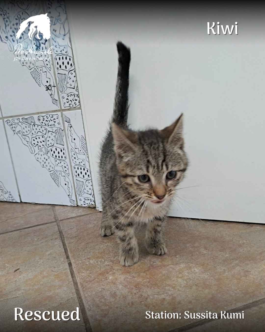 Das getigerte Katzenbaby Kiwi steht mit erhobenem Schwanz auf Fliesen in der Tierherberge Sussita Kumi.