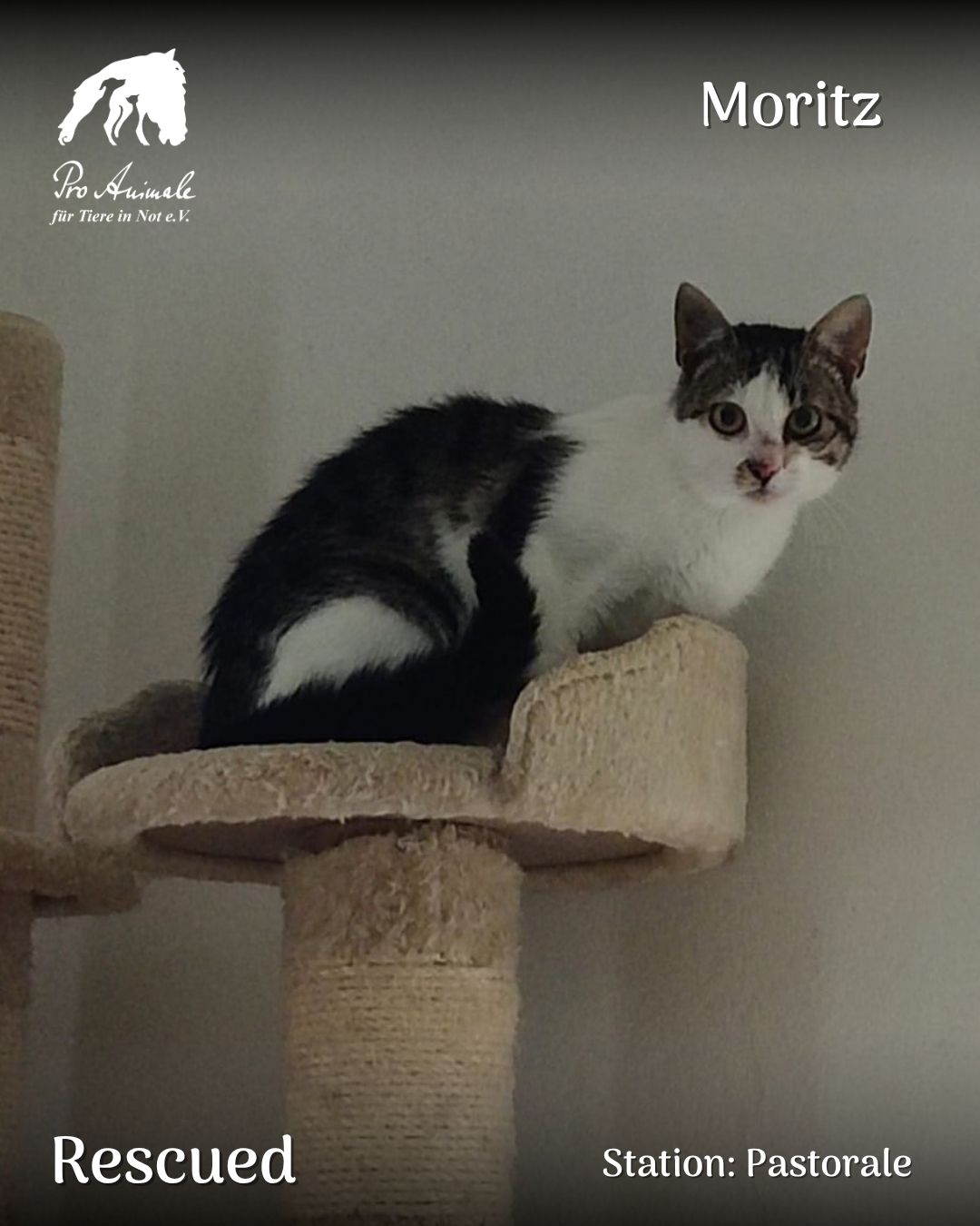 Der weiß-getigerte Kater Moritz sitzt entspannt auf der Liegefläche eines Kratzbaums in der Station Pastorale.