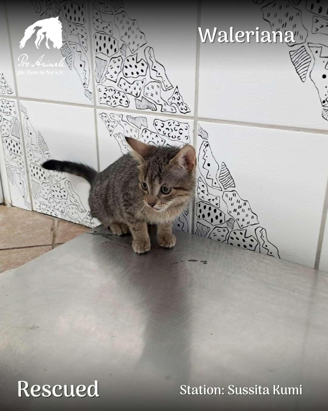 Das kleine getigerte Katzenbaby Waleriana hockt aufmerksam auf einer Edelstahlfläche in der Tierherberge Sussita Kumi.
