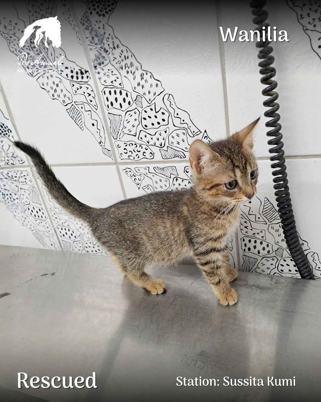 Das kleine getigerte Katzenkind Wanilia steht neugierig auf einem Untersuchungstisch in der Tierherberge Sussita Kumi.