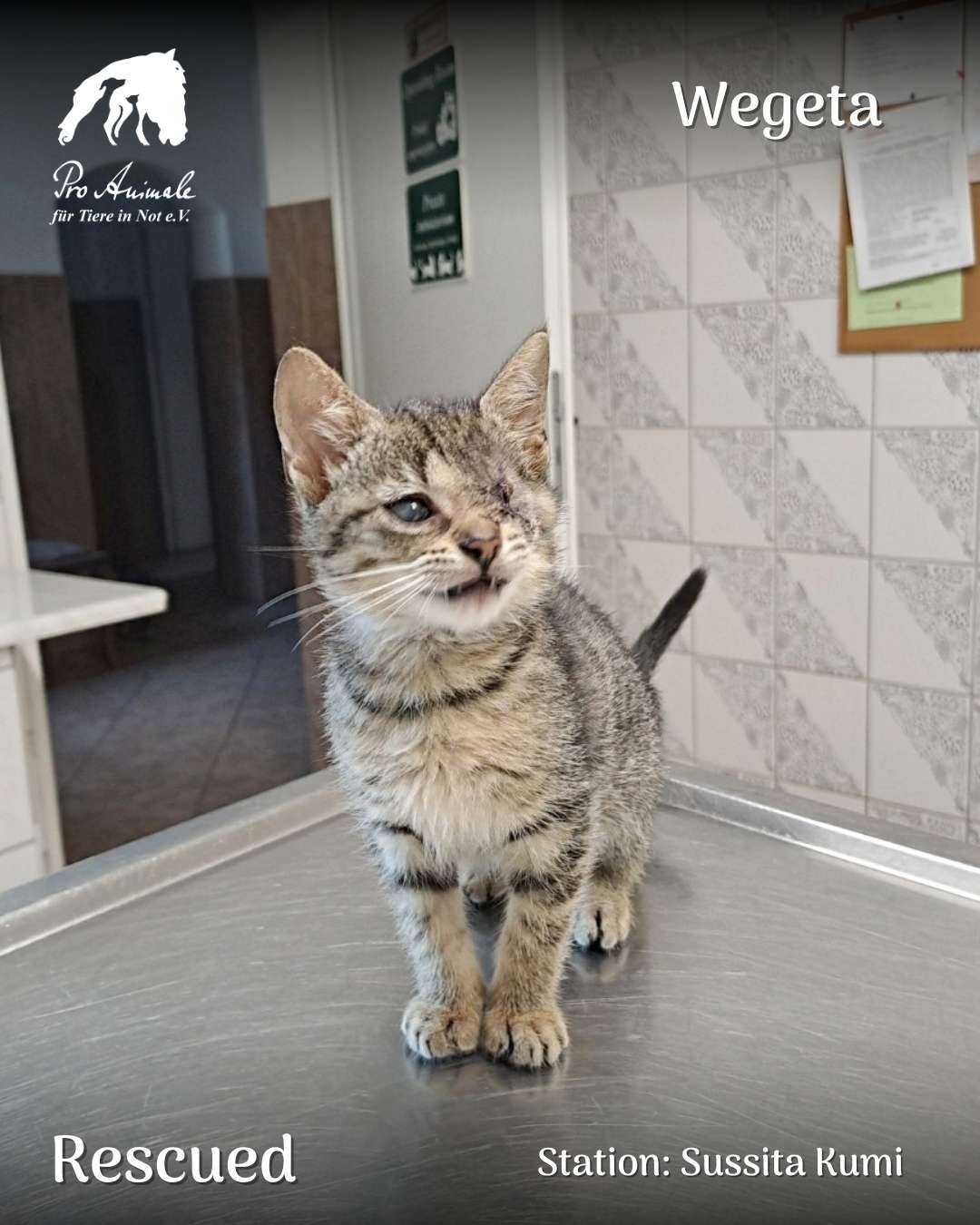Das getigerte Katzenbaby Wegeta steht auf einem Tisch in der Tierherberge Sussita Kumi und blickt in die Kamera. Ihr linkes Auge ist erkrankt.