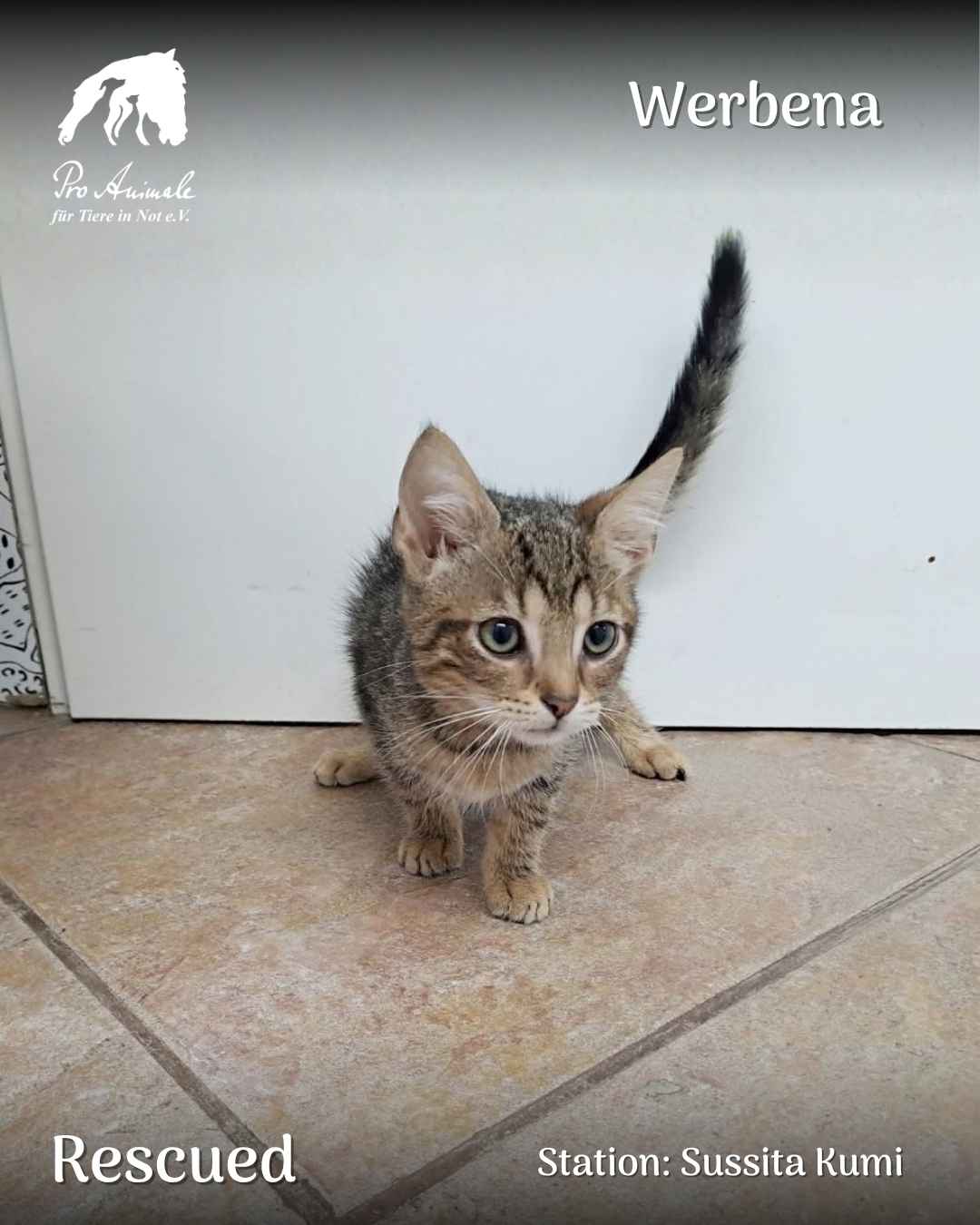 Das getigerte Katzenkind Werbena steht mit aufgestelltem Schwanz auf den Fliesen der Tierherberge Sussita Kumi.