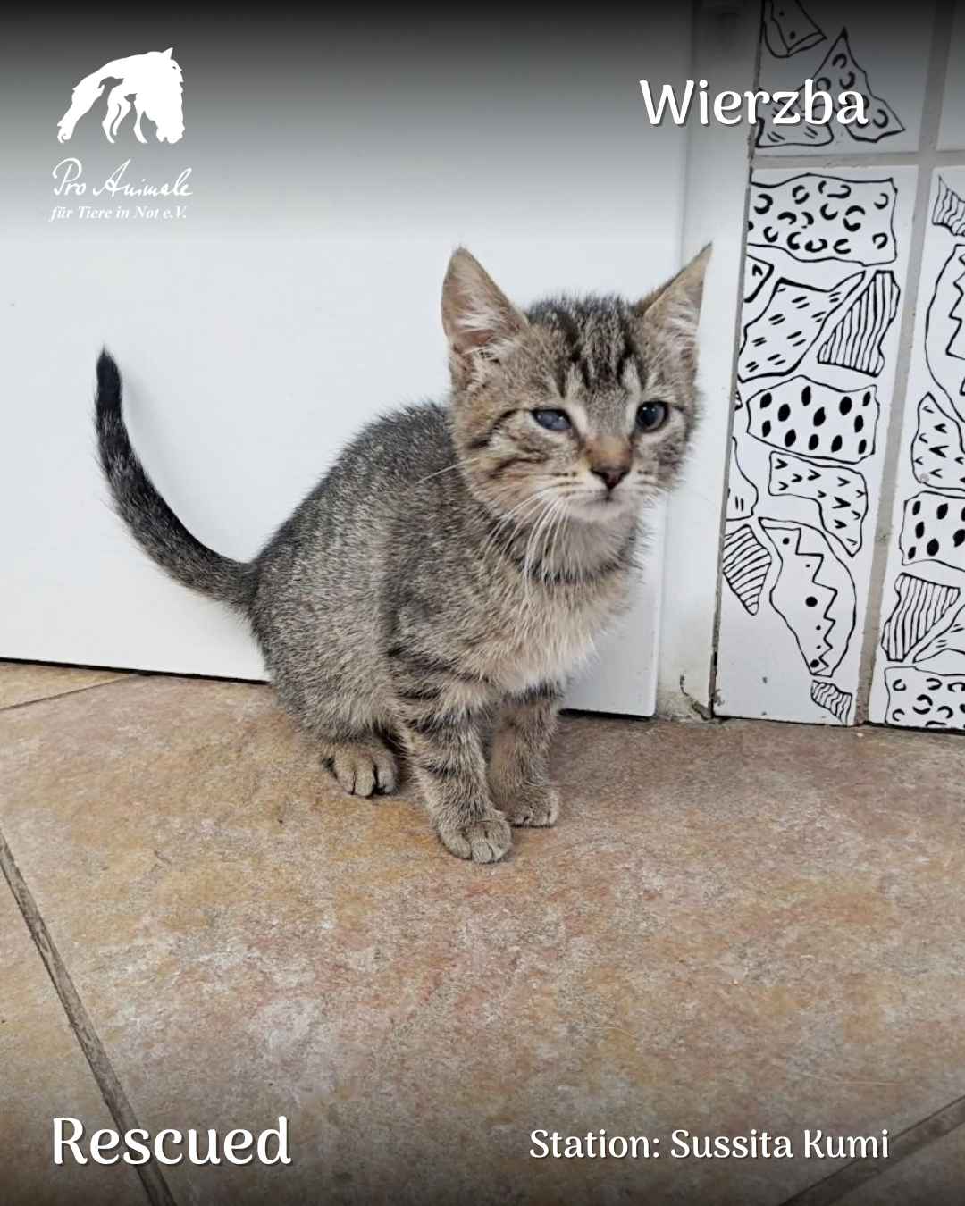 Das getigerte Katzenbaby Wierzba sitzt auf dem Boden in der Tierherberge Sussita Kumi.