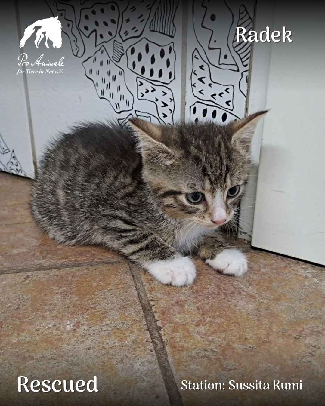 Das getigerte Katzenbaby Radek mit weißen Pfötchen liegt auf dem Boden in der Tierklinik Sussita Kumi.