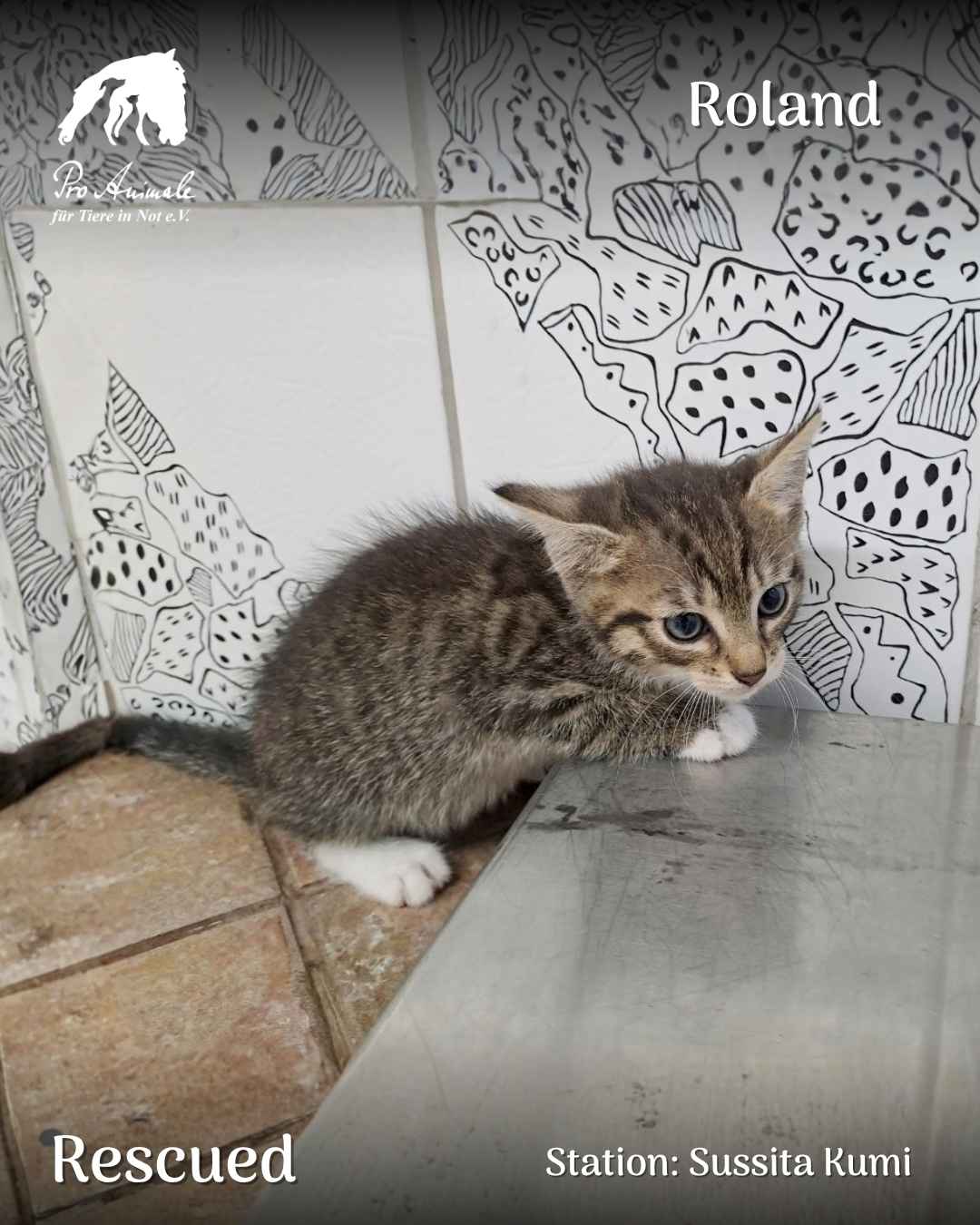 Katzenbaby Roland duckt sich neugierig auf dem Tisch der Station Sussita Kumi.