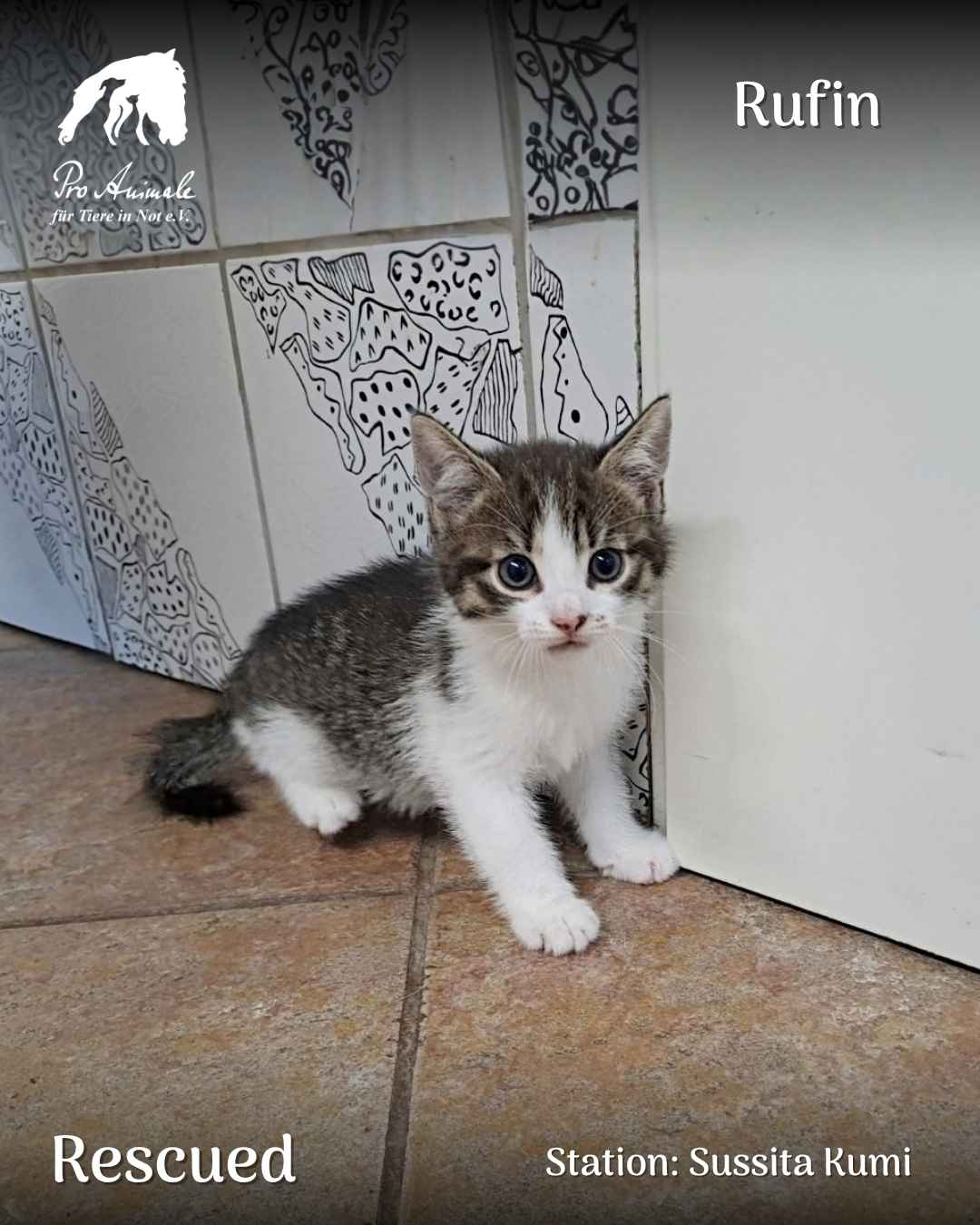 Das grau-weiß getigerte Katzenbaby Rufin sitzt aufmerksam in der Station Sussita Kumi.