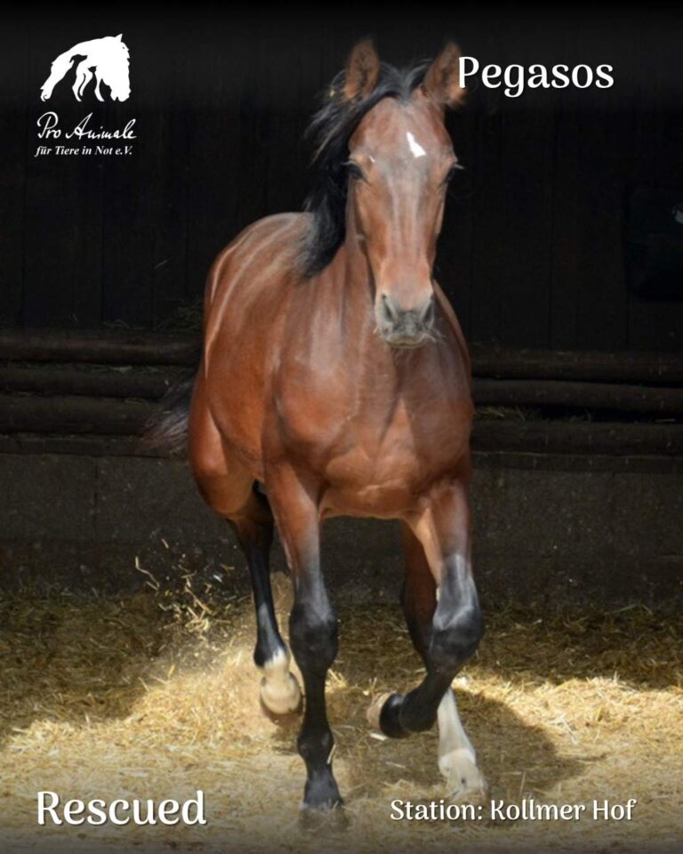 Das braune Jungpferd Pegasos trabt dynamisch im Einstreu der Tierherberge Kollmer Hof